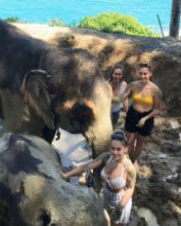 Elephant Bath and feed